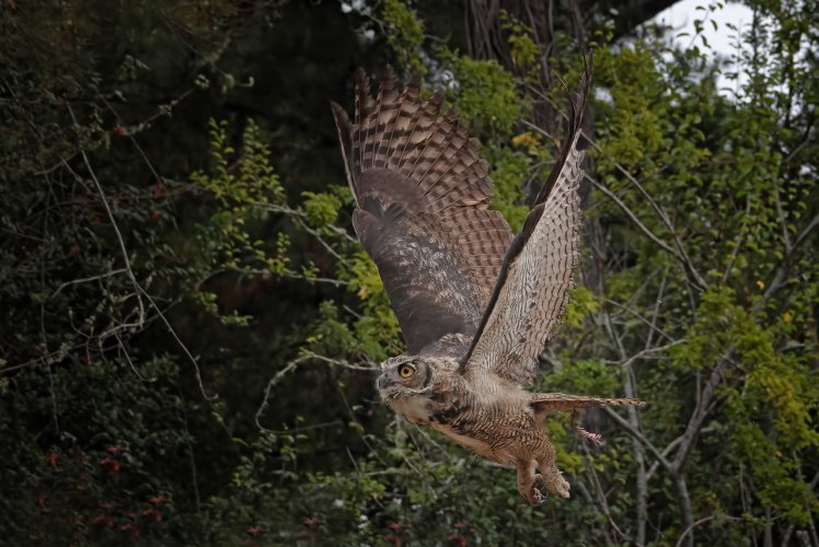 Great Horned Owls