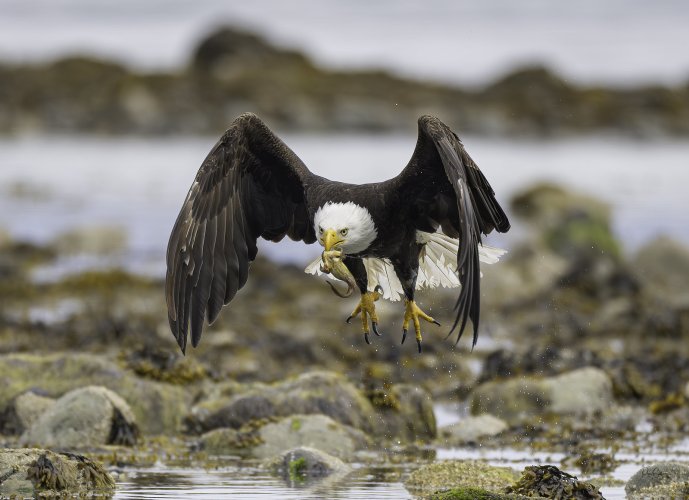 Bald Eagles fishing for Midshipman.