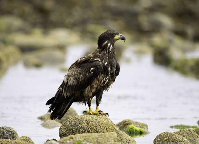 Bald Eagles fishing for Midshipman.