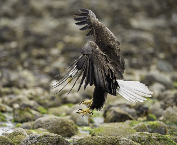 Bald Eagles fishing for Midshipman.