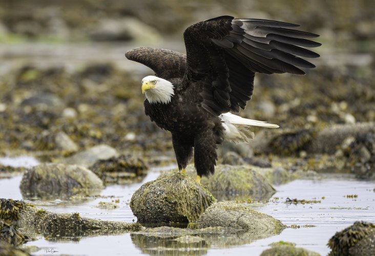 Bald Eagles fishing for Midshipman.