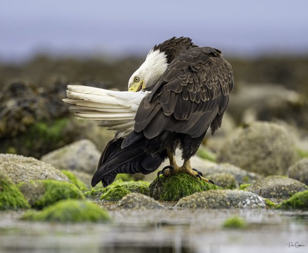 Bald Eagles fishing for Midshipman.