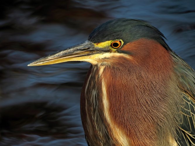 Heron Portraits