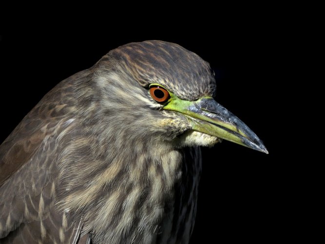 Heron Portraits