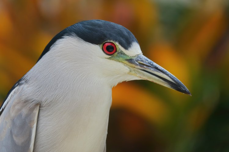 Heron Portraits