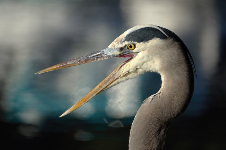 Heron Portraits