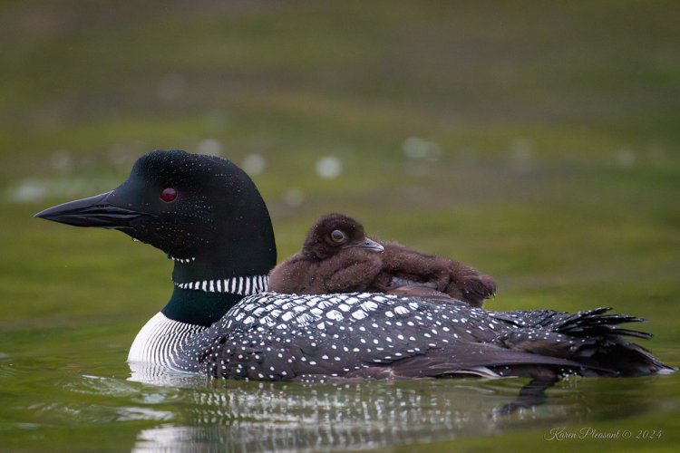 Loon and chick