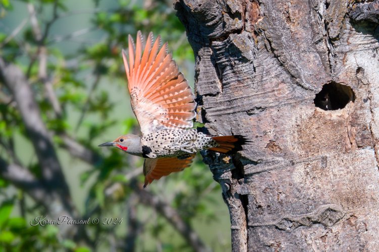 Flicker - Off to get more food............