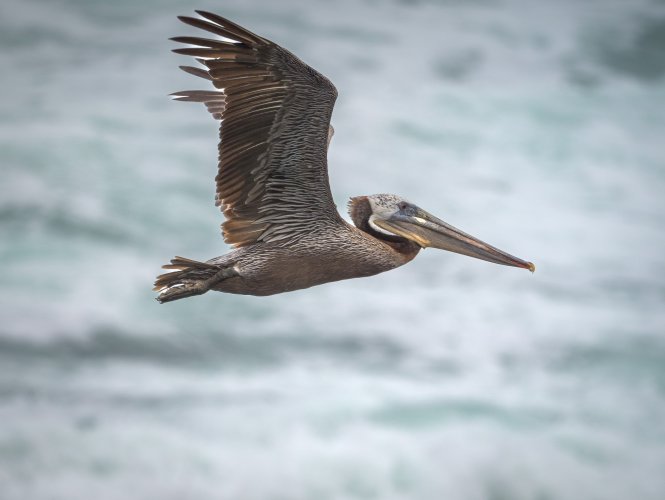 Some Z6iii shots - La Jolla Cove