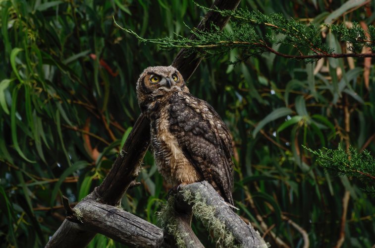 Great Horned Owl