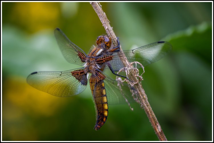 Dragonfly