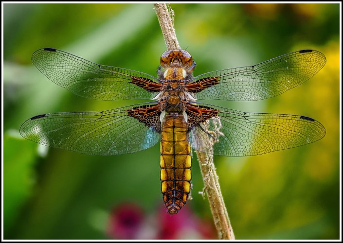 Dragonfly