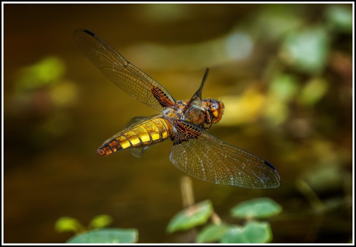 Dragonfly