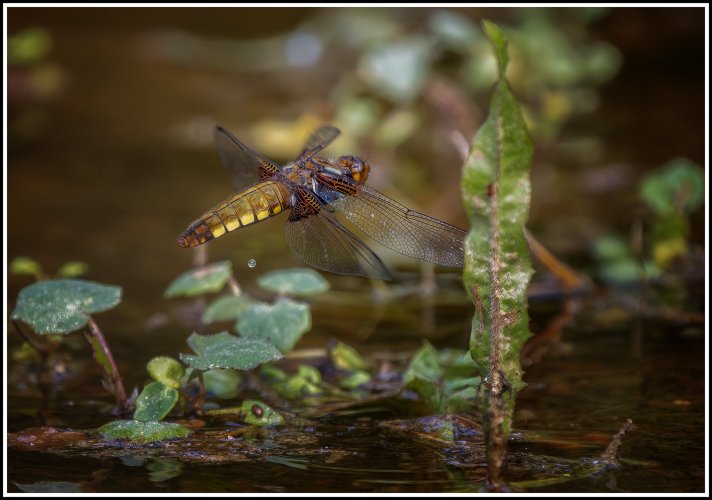 Dragonfly