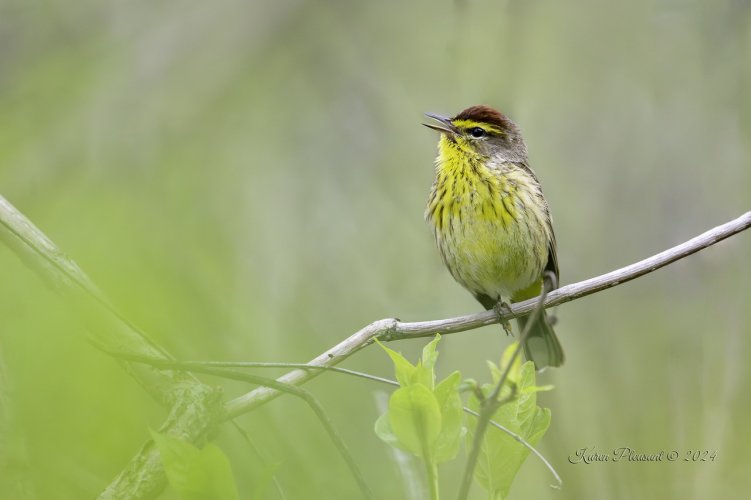 Palm warbler