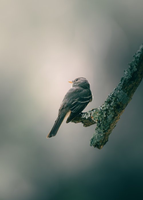 Lunchtime Capture at the Park