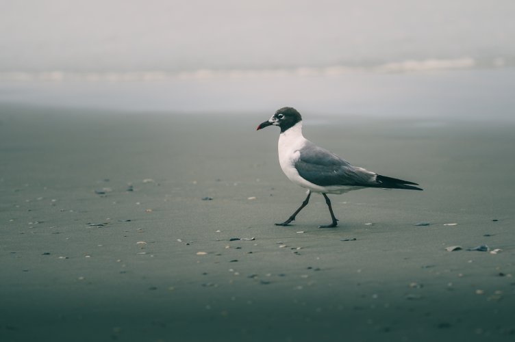 Beach Walk