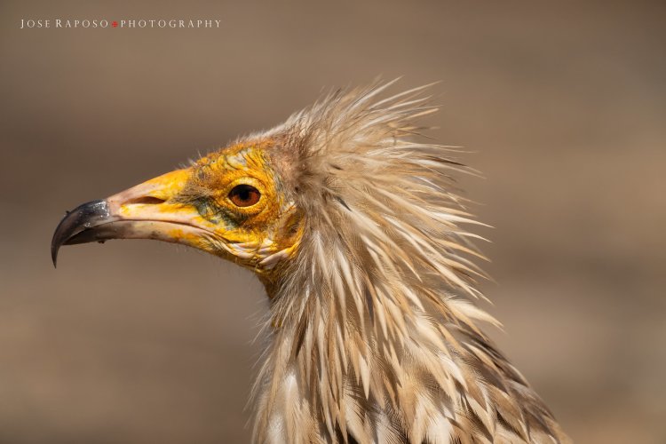 Vultures of Northern Portugal