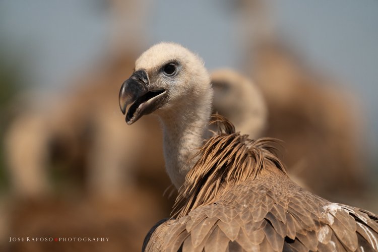 Vultures of Northern Portugal