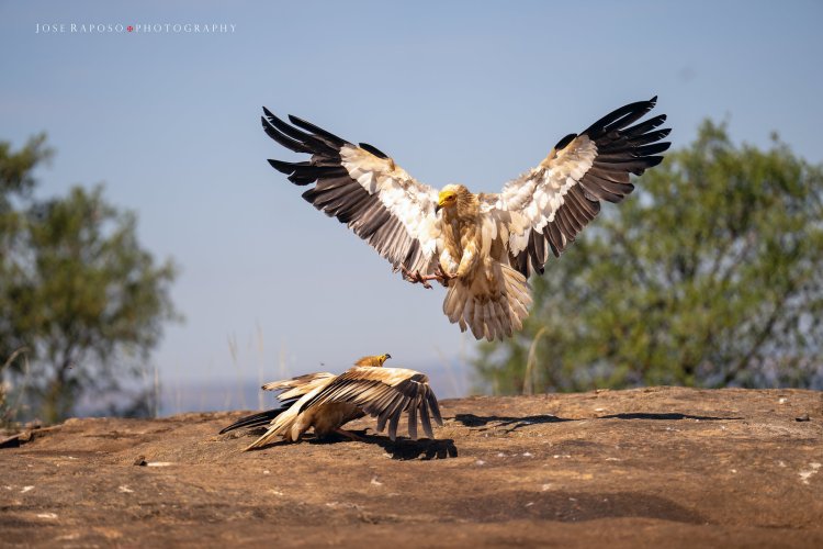 Vultures of Northern Portugal