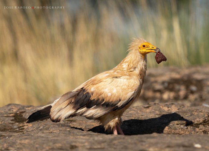 Vultures of Northern Portugal