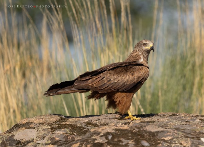 Black Kite