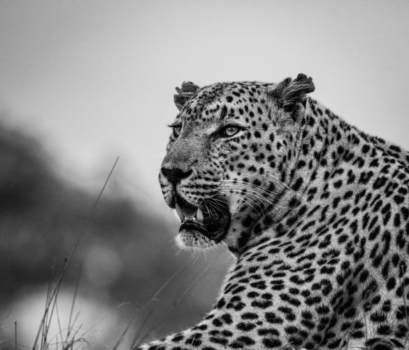 B&W Leopards