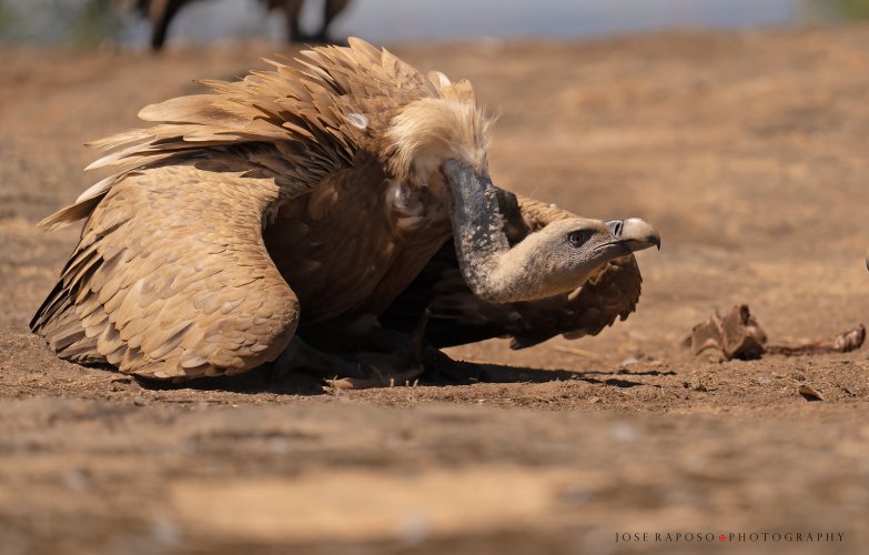 Eurasian Griffon