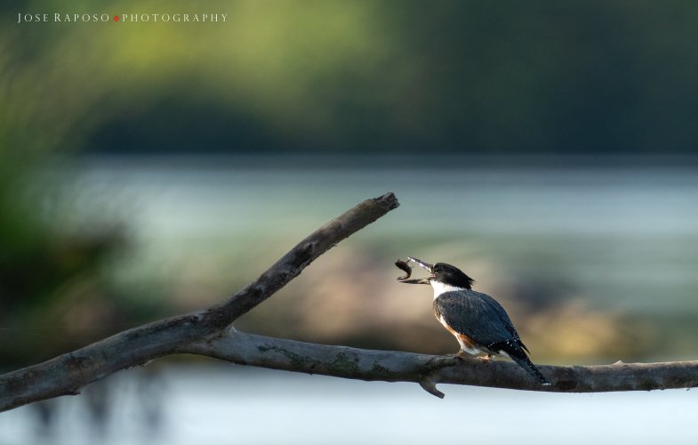 Belted Kingfisher