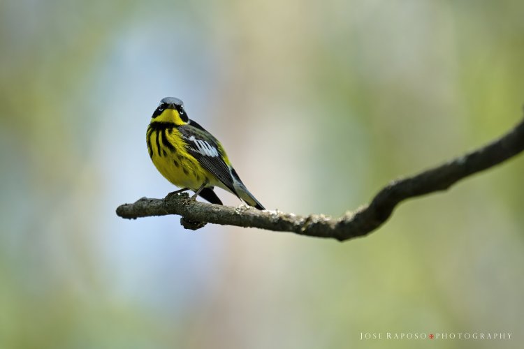 Magnolia Warbler