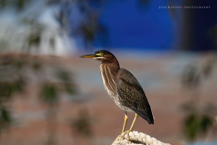 Green Heron