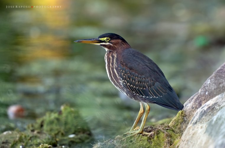 Green Heron