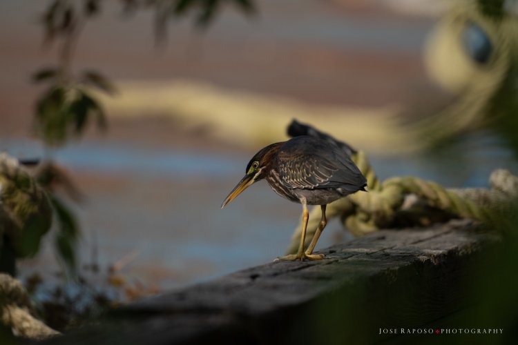 Green Heron