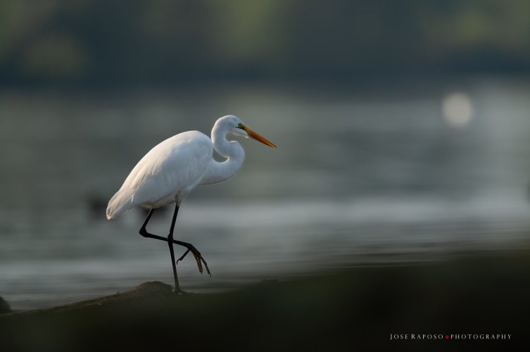 Great White Egret