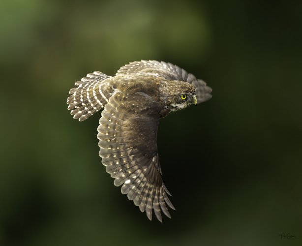 Northern Pygmy Owl in flight!