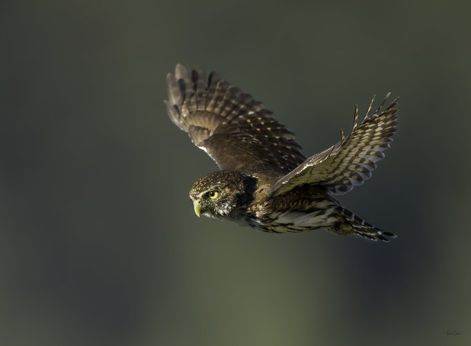 Northern Pygmy Owl in flight!