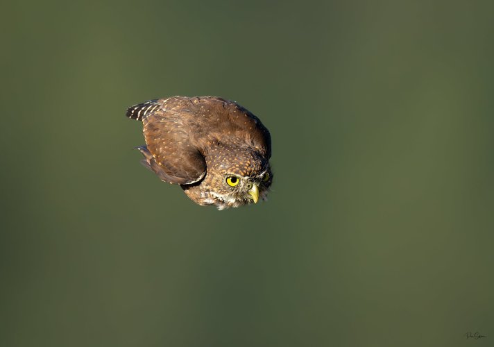 Northern Pygmy Owl in flight!