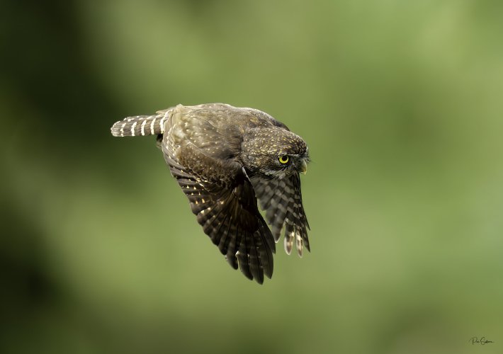 Northern Pygmy Owl in flight!