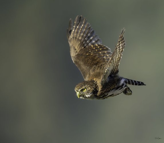 Northern Pygmy Owl in flight!