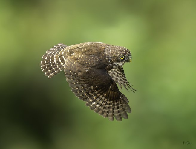 Northern Pygmy Owl in flight!