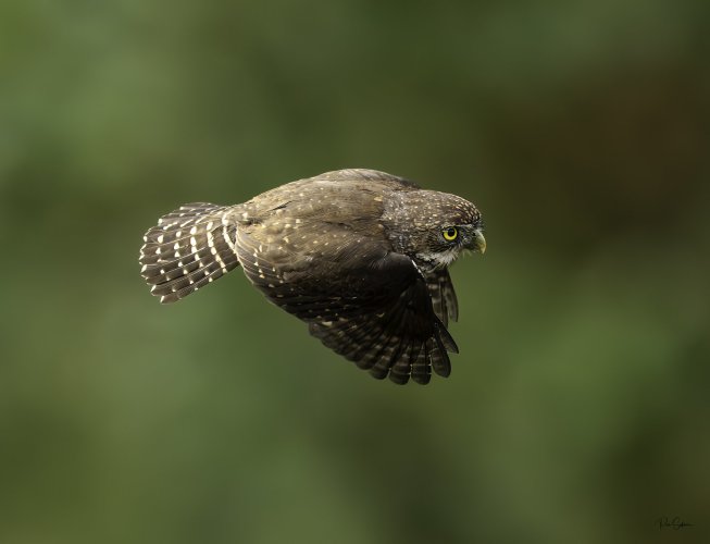 Northern Pygmy Owl in flight!