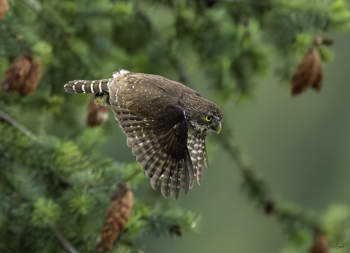 Northern Pygmy Owl in flight!