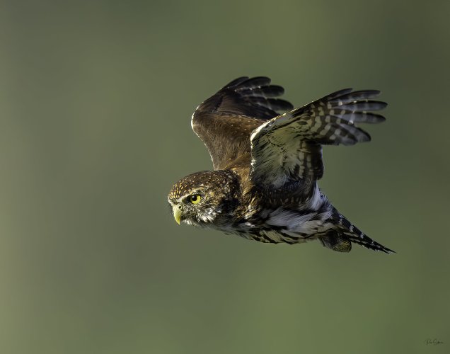 Northern Pygmy Owl in flight!