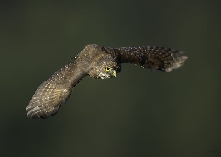 Northern Pygmy Owl in flight!