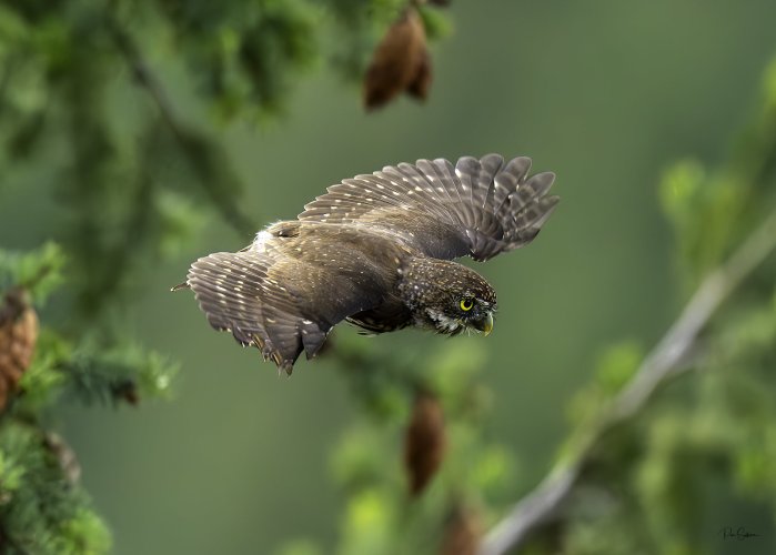 Northern Pygmy Owl in flight!