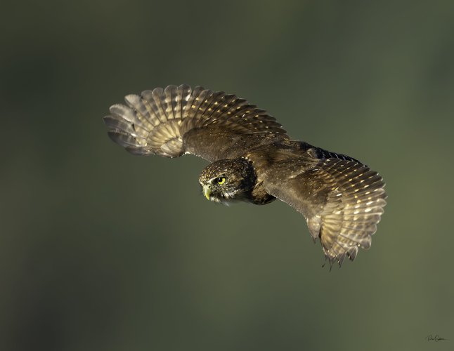 Northern Pygmy Owl in flight!