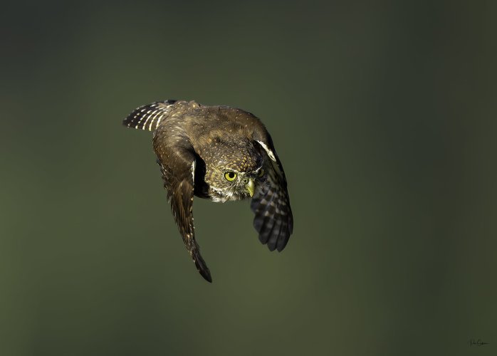 Northern Pygmy Owl in flight!