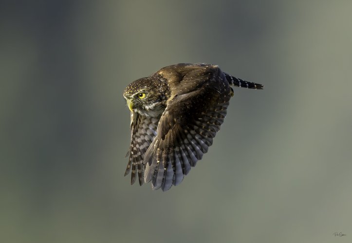 Northern Pygmy Owl in flight!