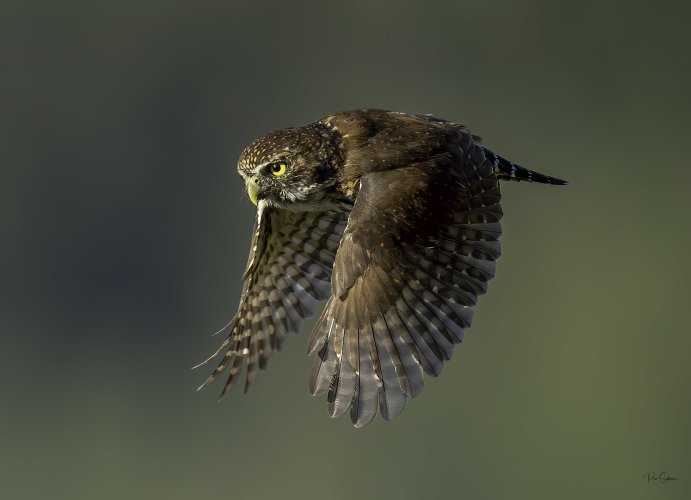 Northern Pygmy Owl in flight!