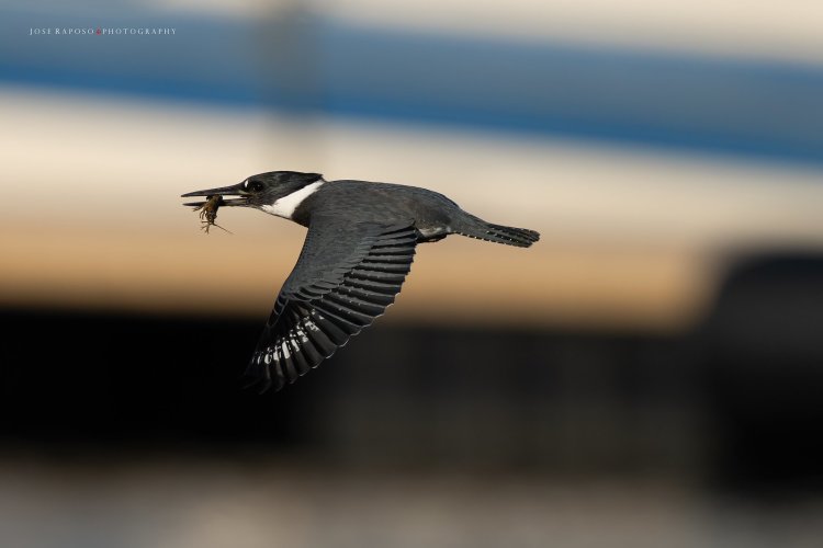 Belted Kingfisher